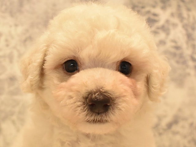 群馬県のハーフ犬 (ペッツワンFC高崎東部店/2023年7月17日生まれ/男の子/ホワイト(白))の子犬